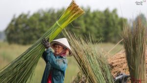 Cỏ Bàng Là Gì? 3 co-bang-la-gi